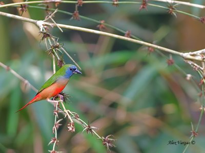 Pin-tailed Parrotfinch - sp 341