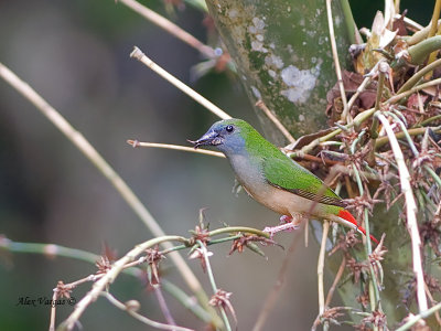 Pin-tailed Parrotfinch - female