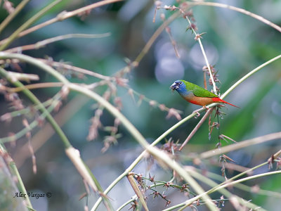 Pin-tailed Parrotfinch - male - 2