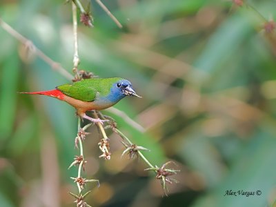 Pin-tailed Parrotfinch - male - 3