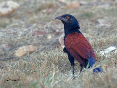 Greater Coucal - 2011