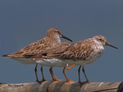 Great Knot - 2011