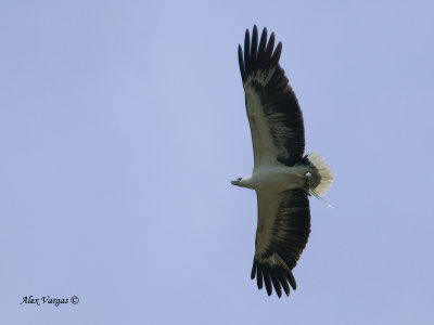 White-bellied Fish-Eagle - sp 343