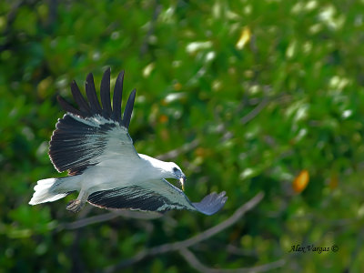 White-bellied Fish-Eagle - with Shrimp