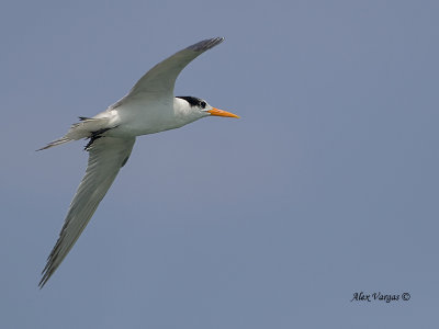 Lesser Crested Tern - sp 344