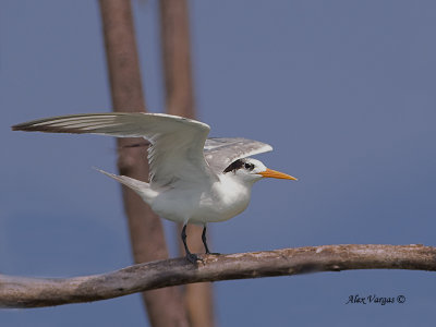 Lesser Crested Tern - perch