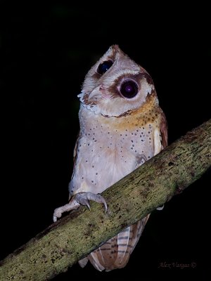 Oriental Bay Owl - rotate 90