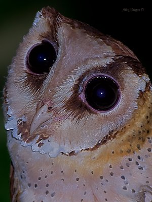 Oriental Bay Owl - portrait