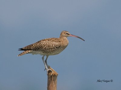 Whimbrel - sp 287
