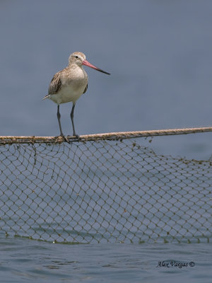 Bar-tailed Godwit - 2