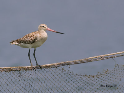 Bar-tailed Godwit - non breed
