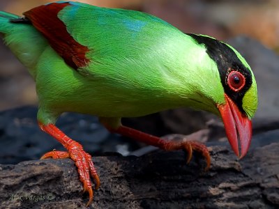 Common Green Magpie - profile