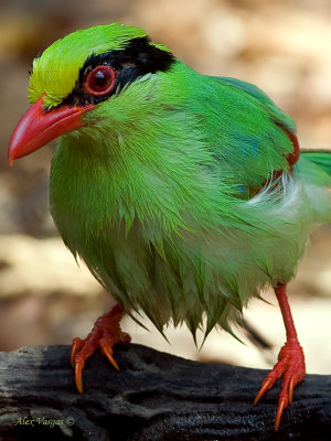 Common Green Magpie - profile wet