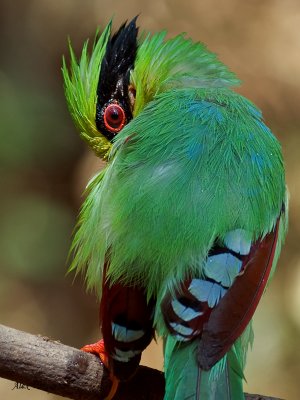 Common Green Magpie - profile back view