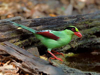Common Green Magpie - at bath