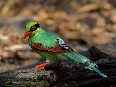 Common Green Magpie - looking back