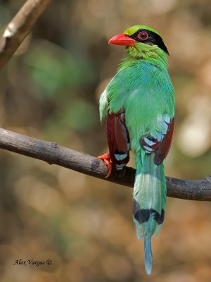Common Green Magpie - back view