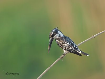 Pied Kingfisher - 2011 - 2