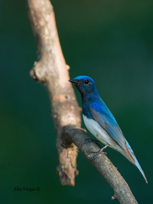 Blue-and-White Flycatcher - male - vertical
