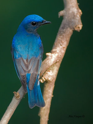 Blue-and-White Flycatcher - male - looking back