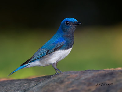 Blue-and-White Flycatcher - male - rock perch