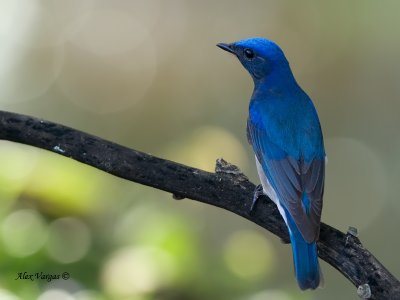 Blue-and-White Flycatcher - male - back view