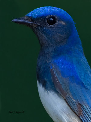 Blue-and-White Flycatcher - male - portrait