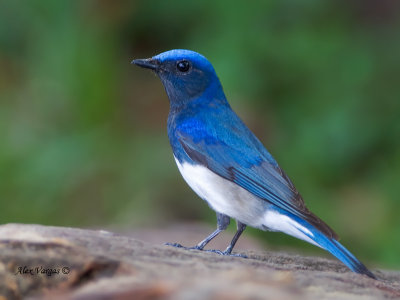 Blue-and-White Flycatcher - male - on the rock