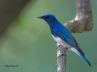 Blue-and-White Flycatcher - male