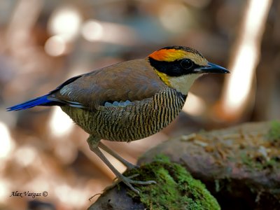 Banded Pitta - female - 2011 - on the rocks