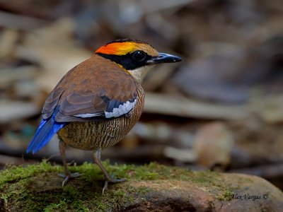 Banded Pitta - female - 2011 - looking back