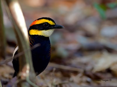 Banded Pitta - male - 2011 - hiding