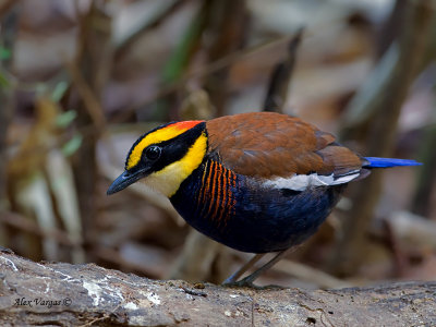 Banded Pitta - male - 2011 - on a log