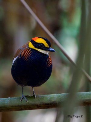 Banded Pitta - male - 2011 - alert
