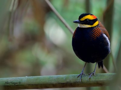 Banded Pitta - male - 2011 - perched