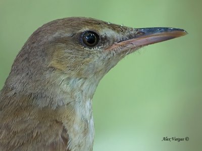Oriental Reed-Warbler - 2011 - portrait