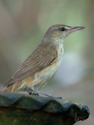 Oriental Reed-Warbler - 2011 - profile
