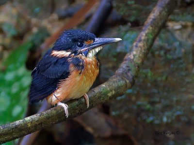 Blue-banded Kingfisher - chick