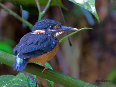 Blue-banded Kingfisher - female
