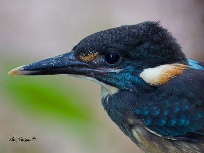 Blue-banded Kingfisher - male - portrait