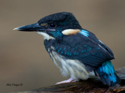 Blue-banded Kingfisher - male