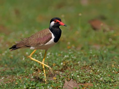 Red-wattled Lapwing - 2011