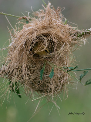 Asian Golden Weaver - female - 2011 - 2