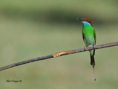 Blue-throated Bee-eater - frontal view