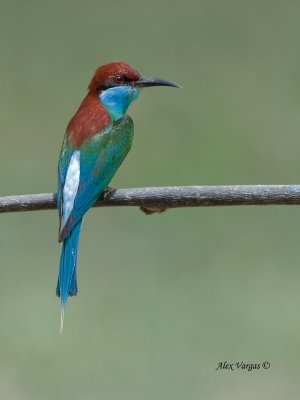 Blue-throated Bee-eater - posing