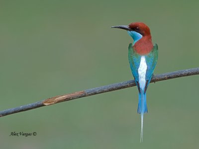 Blue-throated Bee-eater - bright back
