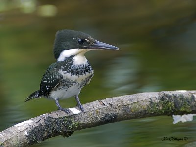 Green Kingfisher 2010 - female