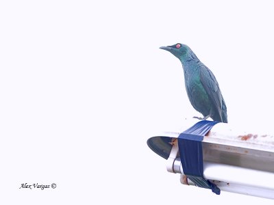 Asian Glossy Starling -- sp 352