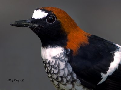 Chestnut-naped Forktail - male - portrait - 2011