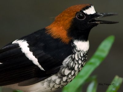 Chestnut-naped Forktail - male - profile - 2011